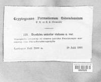 Cerrena unicolor image